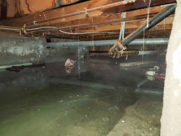 Best Basement water damage restoration  in Capitol Heights, MD