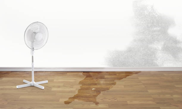 Best Water damage contractors near me  in Capitol Heights, MD