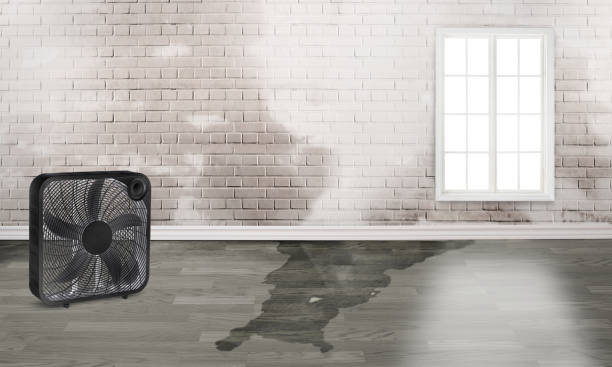 Best Water damage cleanup near me  in Capitol Heights, MD